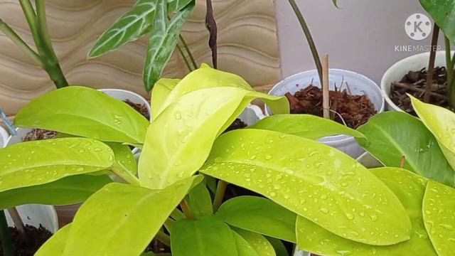 House plant tour on februari 2021 | mini garden |taman minimalis смотреть онлайн