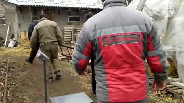 Сдаём Свиней .Какой вес у 7 месячных поросят ? смотреть онлайн