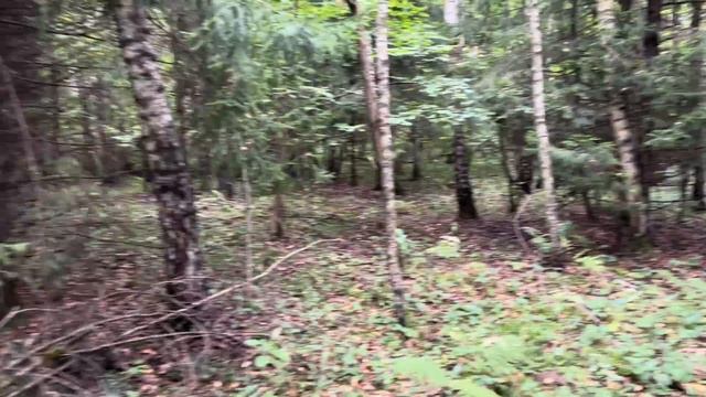 СНОВА БЕЛЫЕ ГРИБЫ ПОШЛИ И ЭТО УЖЕ ПОХОЖЕ НА СЧАСТЬЕ ! Грибы 2023 ! смотреть онлайн