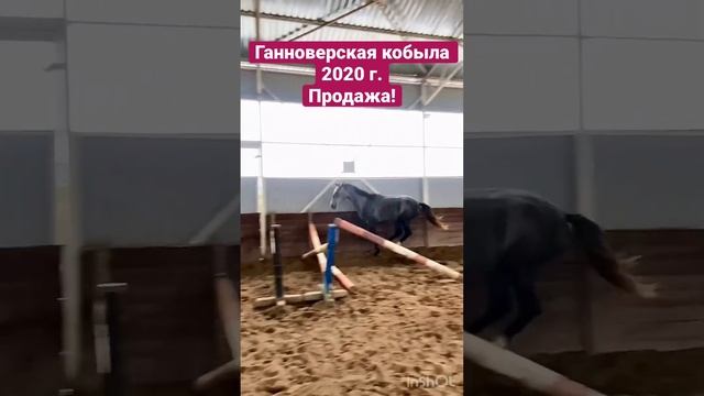 Лошадь на продажу! Ганноверская кобыла 2020 г. Паспорт ВНИИК, находится в Калининграде. смотреть онлайн