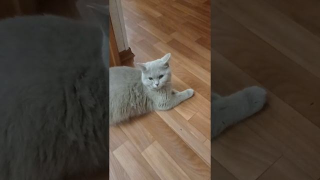 Шевеление котят у британской кошки,срок 56 дней смотреть онлайн