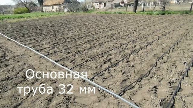 Капельный полив.  Многолетняя трубка. Весна 2020