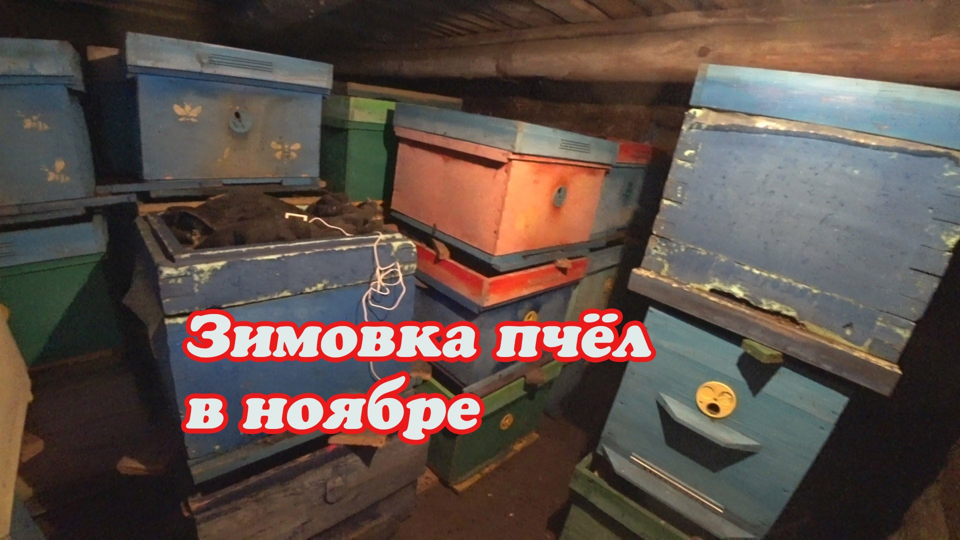 КАК ПРОХОДИТ ЗИМОВКА ПЧЁЛ В НОЯБРЕ НА ВОЛЕ И В ЗИМОВНИКЕ. смотреть онлайн