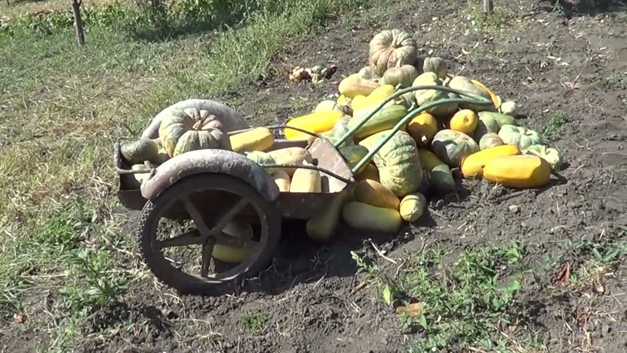 ОН ВЗОРВАЛСЯ / ХОТЬ КТО - ТО В ЭТОМ ДОМЕ РАБОТАЕТ / ОЧЕНЬ ВКУСНОЕ ВАРЕНЬЕ смотреть онлайн