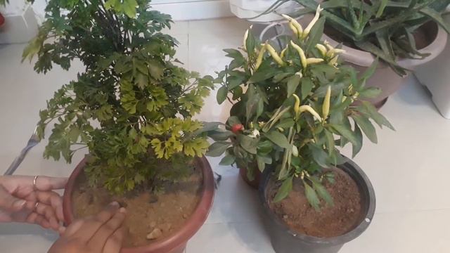How to Till Soil of Plants (Importance of Gudai & use of its tools) смотреть онлайн