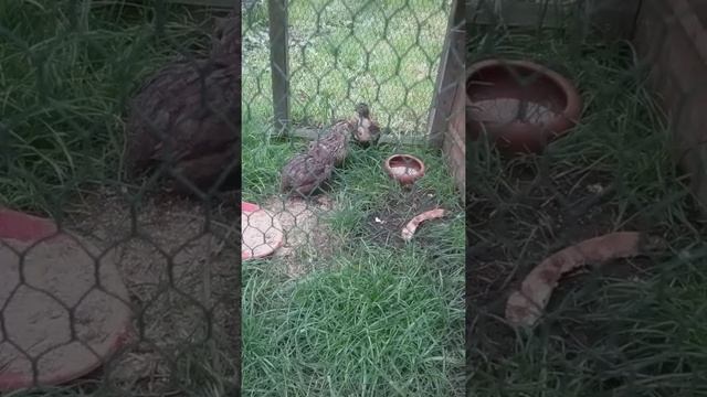 Как содержать перепелов осенью смотреть онлайн