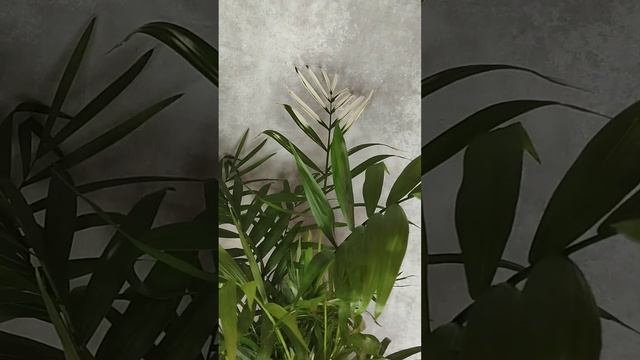 Растения для дома, офиса, ресторанов и кафе в Ижевске. Пальма Хамедорея смотреть онлайн