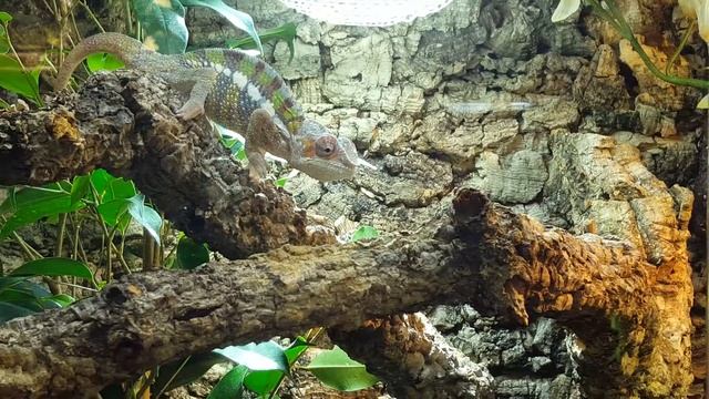 Pflanzengartenmauk Lauffen am Neckar смотреть онлайн