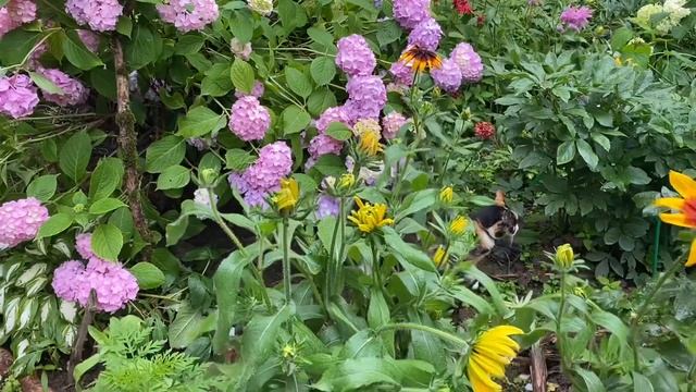 Сложный 2020 год / мой сад после сильных дождей / чем занимаюсь в дождливую погоду смотреть онлайн