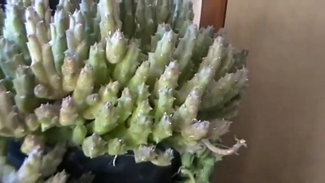 Orbea (Stapelia) variegata смотреть онлайн