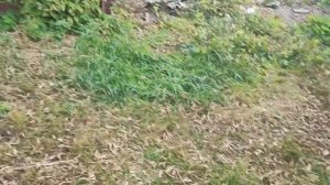 Avensis 1zz-fe ремонт натяжителя ремня