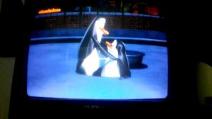 Пингивины из магадаскара