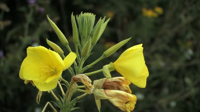 Flowering Tops Of The Middle Evening Primrose 🔴