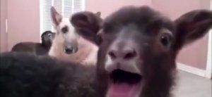 КЛИЧКО жестко тупит.