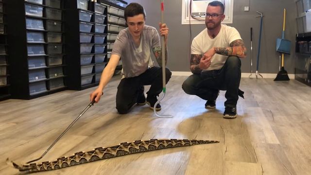 Gaboon viper facts! смотреть онлайн