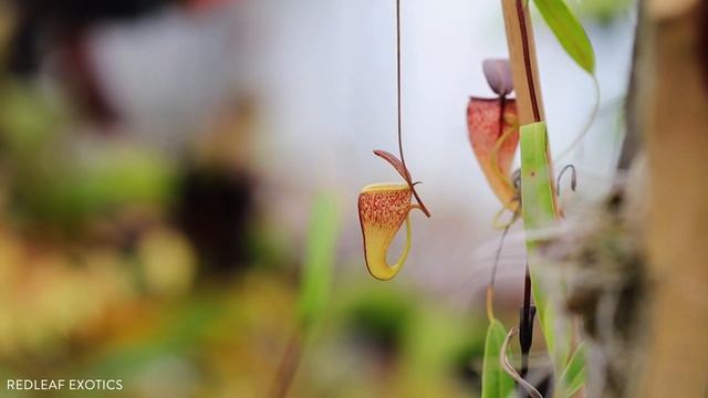 Nepenthes Tenuis