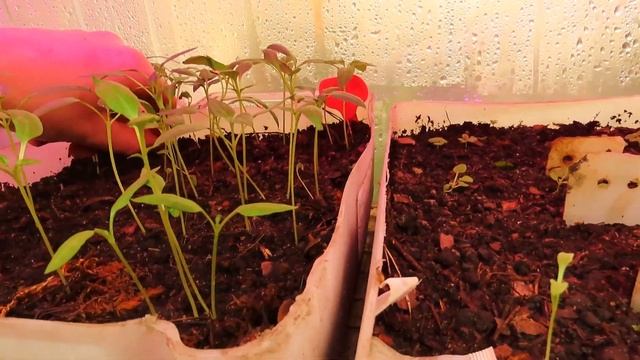 Теплица термос. Два года эксплуатации, обзор растений. Черенкование лимона. смотреть онлайн