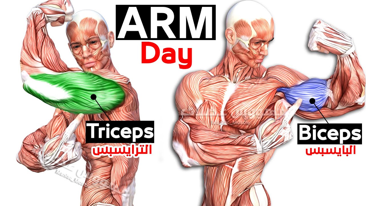 Как быстро нарастить тренировку рук (бицепс - трицепс) смотреть онлайн