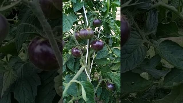 Томатик Королева ночи? смотреть онлайн
