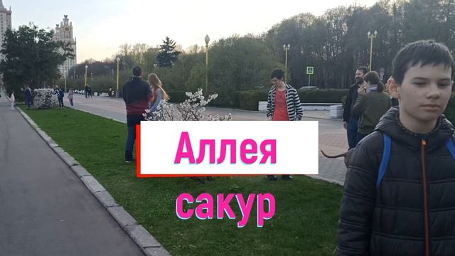 Аллея сакур рядом с МГУ и Смотровая площадка на Воробьёвых горах смотреть онлайн