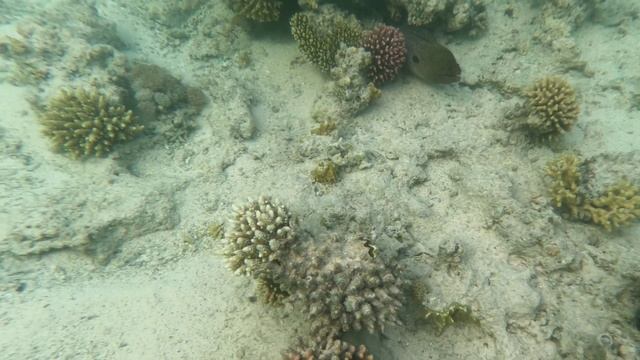 Огромная мурена  прямо у берега #дайвинг#египет#опасно#rasdisha#divingsite#redsea#shark#dangerMuren