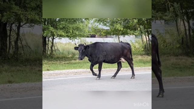 Автоматизация звука [Р] в предложениях смотреть онлайн