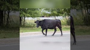 Автоматизация звука [Р] в предложениях