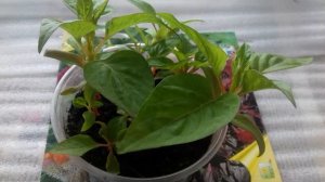 ЦЕЛОЗИЯ выращивание из семян