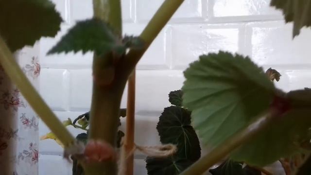 Почему бегония сбрасывает бутоны. Уход за бегонией в июне смотреть онлайн