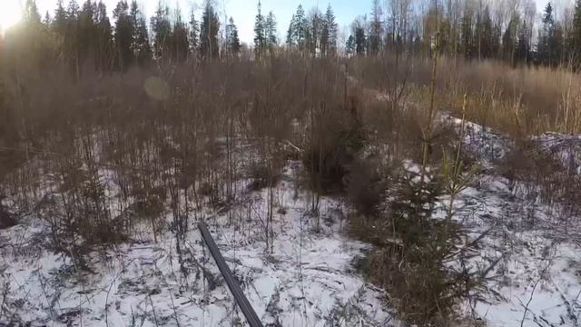 Охота на кабанов с Вегой . смотреть онлайн