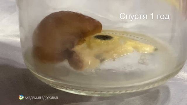 Год наблюдений. ВЫ НЕ ПОВЕРИТЕ чего боится плесень и бактерии. Хранение в банках смотреть онлайн