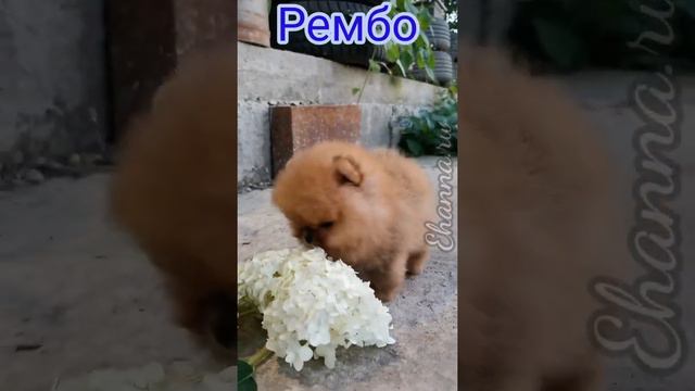 Pomeranian puppies смотреть онлайн