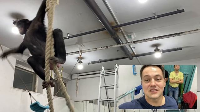 ШОК САМАЯ СМЕШНАЯ ОБЕЗЬЯНА шимпанзе в мире !Смотреть всем! Лучшие приколы с животными 2020