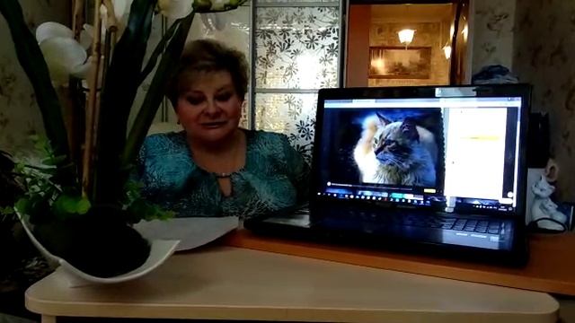 Мои четвероногие друзья часть5 Кот смотреть онлайн
