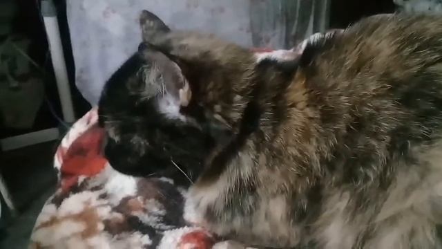 Исповедь самоубийцы . Есенин. смотреть онлайн