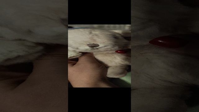 Заяц bukowski видео отзыв смотреть онлайн