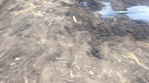 Выращивание арбузов. Стелем пленку и каплю для капельного полива.