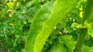 сорт табака верджиния арома