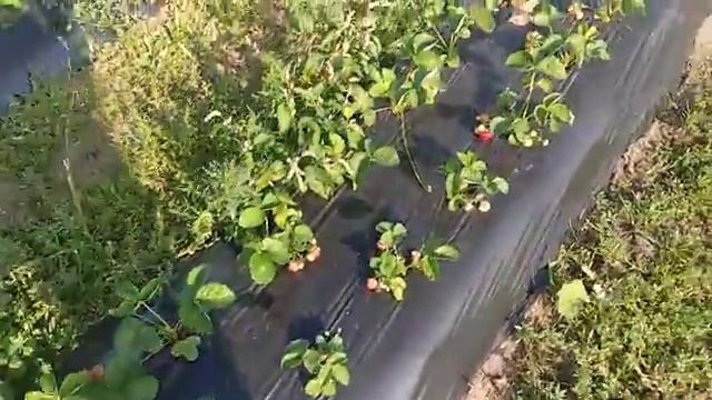 Клубника. районирование. Реальный урожай с фриго . смотреть онлайн