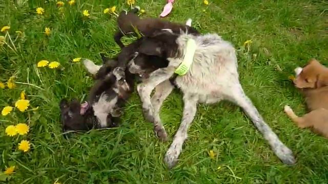 Серая шейка и щенятки 10.05.2012г