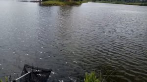 ПЛАТНИК. КАРП КЛЮЁТ как БЕШЕНЫЙ! ОГРОМНЫЕ КАРАСИ И КАРПЫ на ПОПЛАВОК!