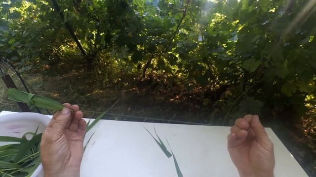 Как правильно сделать насадку из камыша для ловли амура. смотреть онлайн