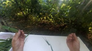 Как правильно сделать насадку из камыша для ловли амура.