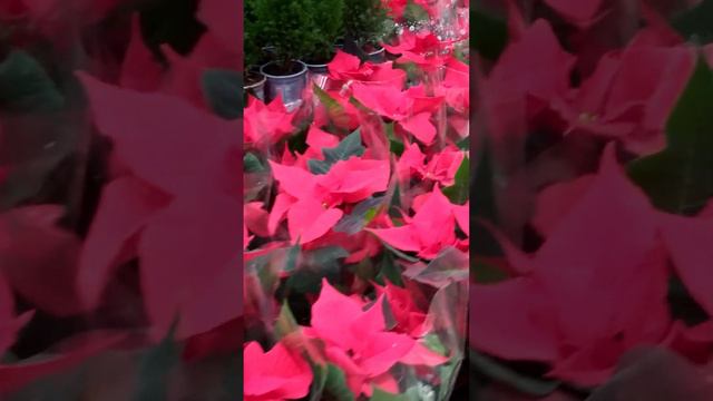 С наступающим новым годом! смотреть онлайн