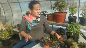 Где купить эониумы? Рассказываю об источниках моей коллекции