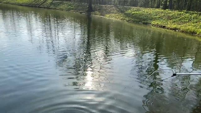 Рыбалка 2023. Платная рыбалка на карпа, амура и оранжевого карася! смотреть онлайн