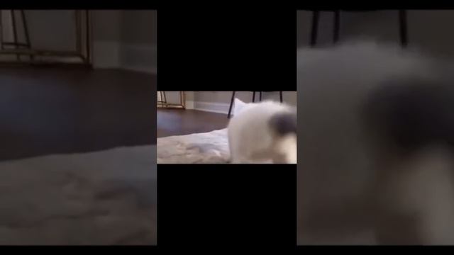 Кошачий твэрк