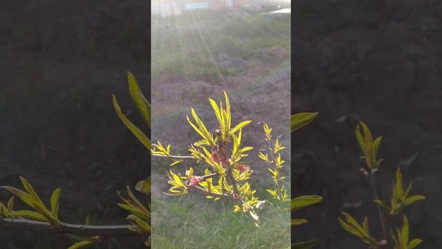 цветение персика Рихард. нектарин. слива Бербанк Гигант.. смотреть онлайн