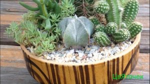 Уход за кактусом в домашних условиях