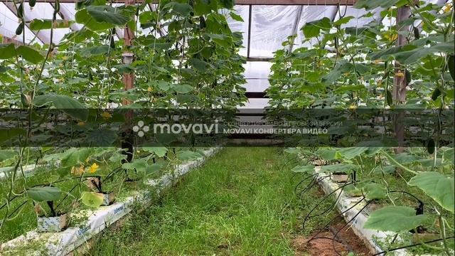 Сборы огурца 19.03.2020г. Бьерн F1 смотреть онлайн